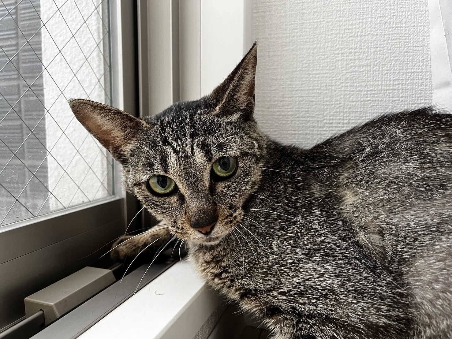 【譲渡決定】あかり：慣れると犬みたいに甘えん坊！