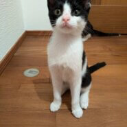 【里王決定♪】天真爛漫な女の子　はるちゃん