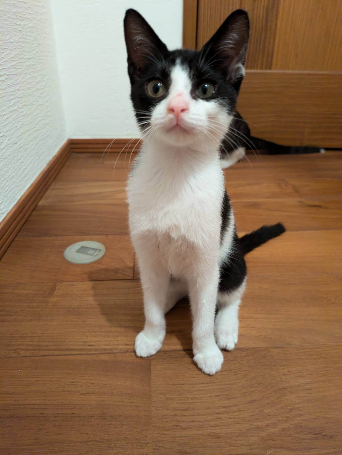 【里王決定♪】天真爛漫な女の子　はるちゃん