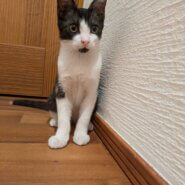 ［里親決定♪］足元にすりすり　イケメンの男の子　ポテくん