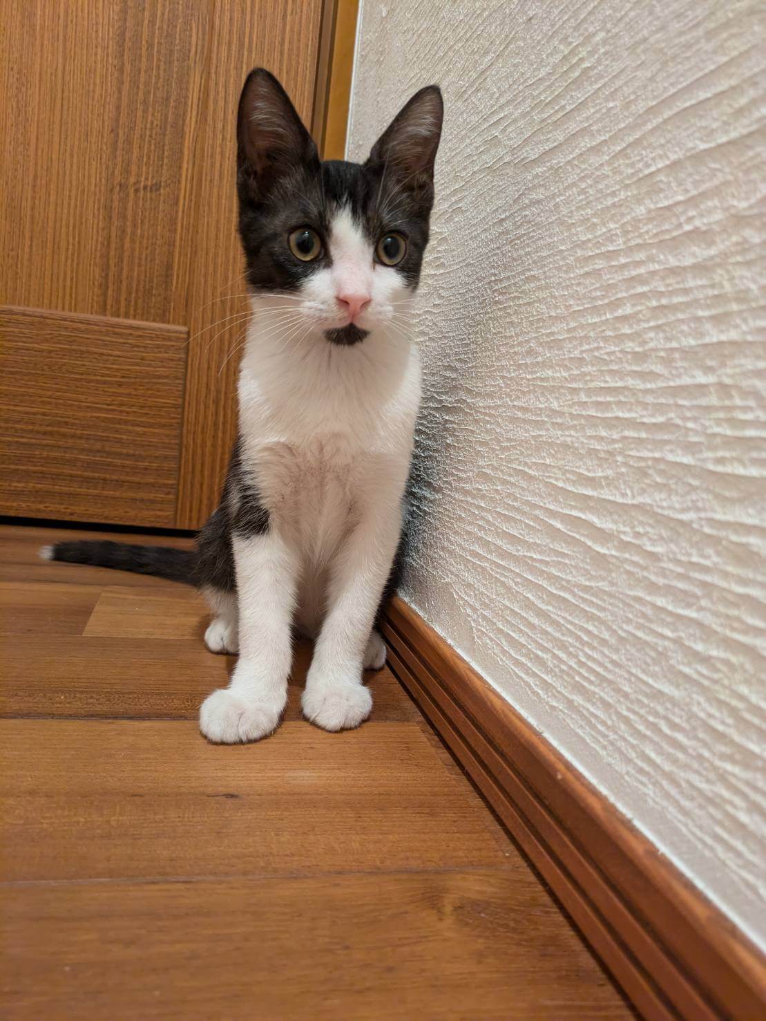 ［里親決定♪］足元にすりすり　イケメンの男の子　ポテくん