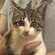 【里親決定♪】とにかく甘えん坊のキジシロ男の子