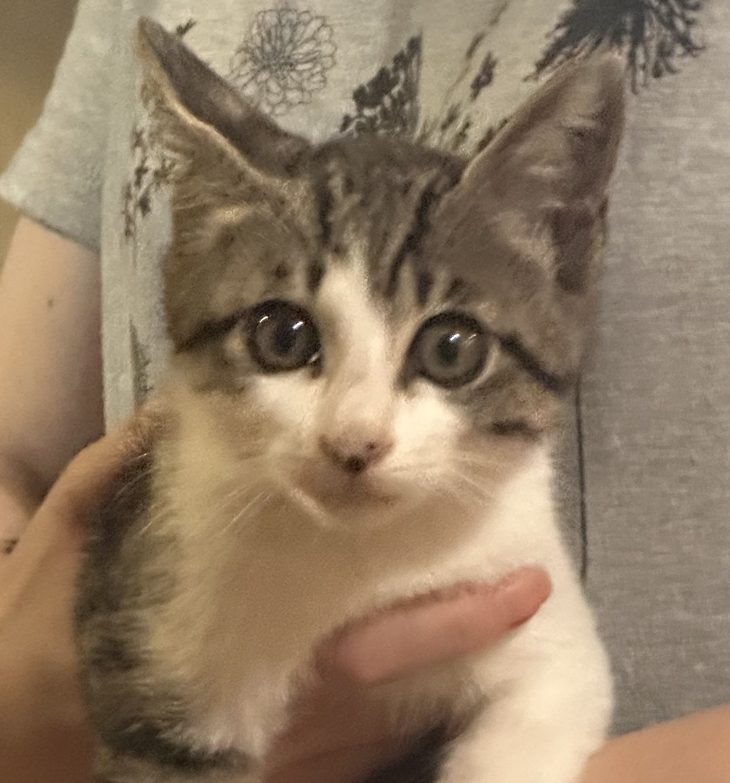 【里親決定♪】とにかく甘えん坊のキジシロ男の子