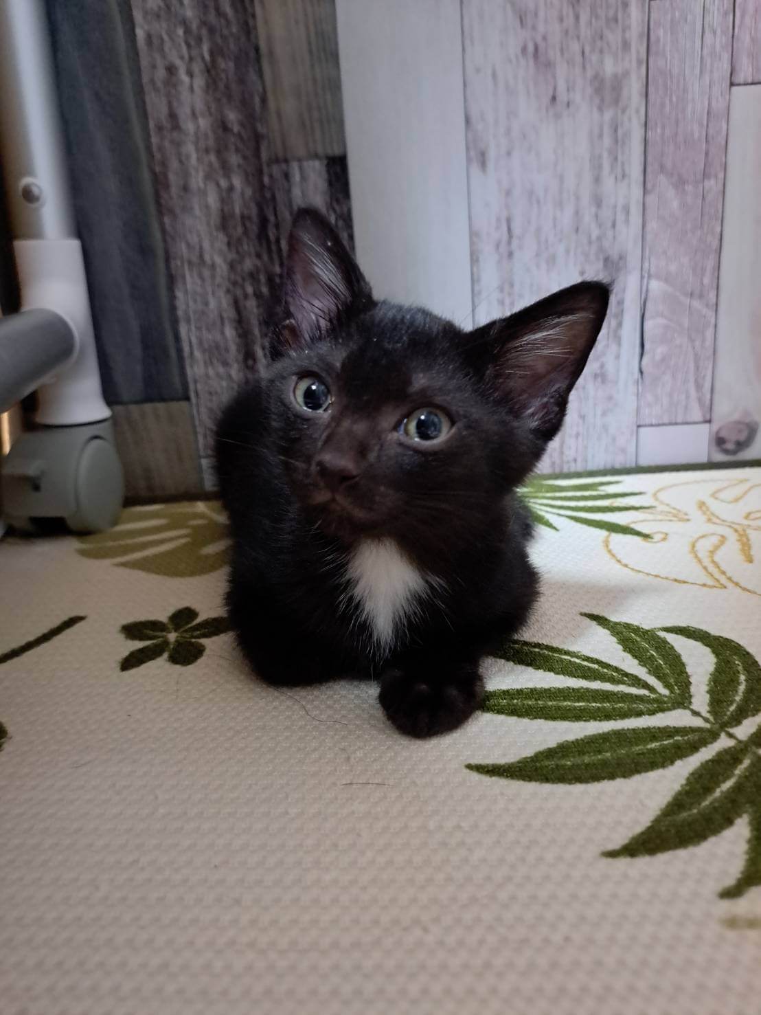 【譲渡決定】ナル：怖がりだけどひなとめっちゃ仲良し！