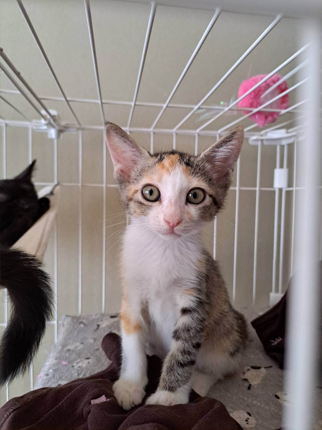 【譲渡決定】ひな：人をメロメロにする天使ちゃん