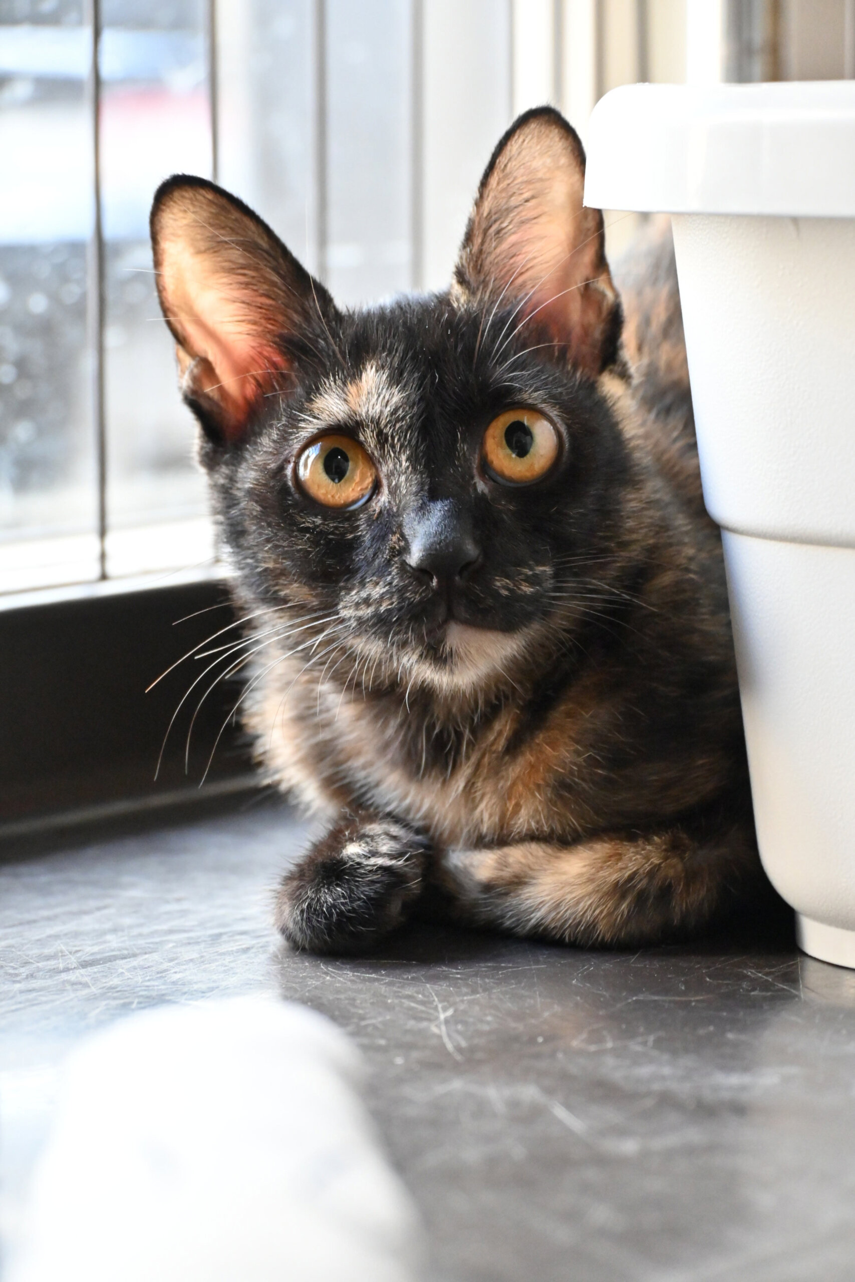 【譲渡決定】モエ：臆病ちゃんだけど甘えたい！