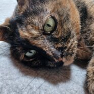 【譲渡決定】ラッキー：ダミ声で甘える可愛い熟女