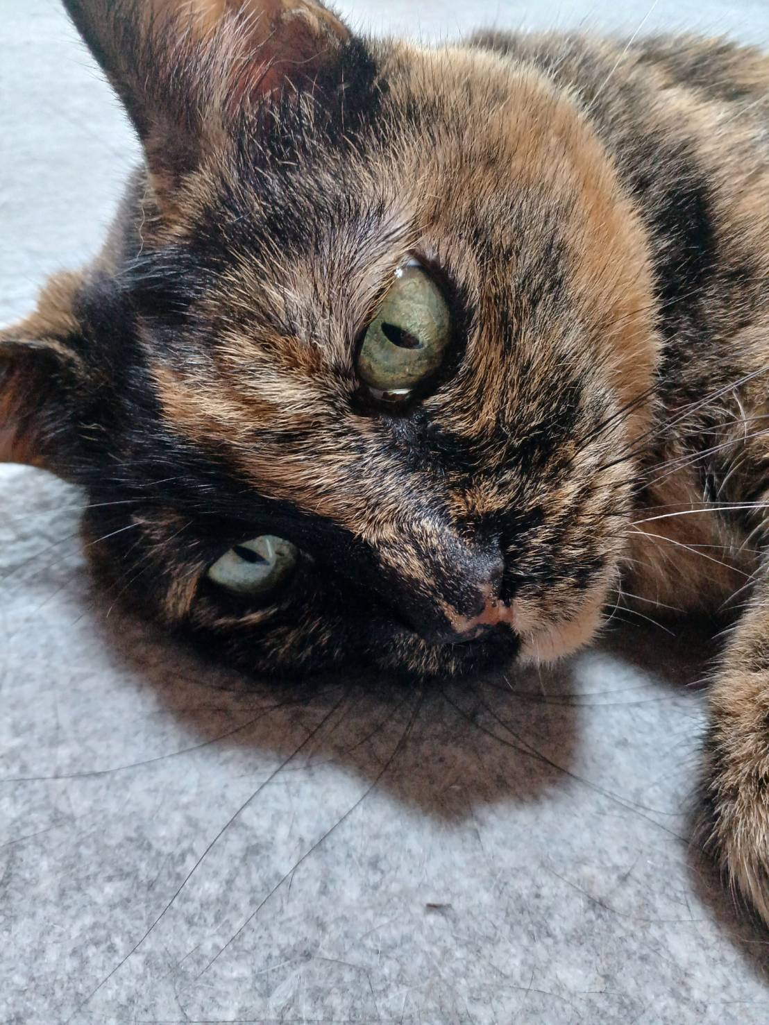 【譲渡決定】ラッキー：ダミ声で甘える可愛い熟女