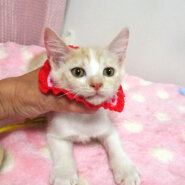 希少♪パステル茶白★マドレーヌちゃん ２ヵ月半