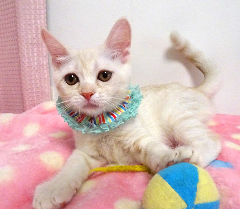 抱っこできる♪エキゾチック★ルイくん 3ヵ月半