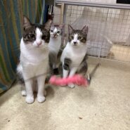 気は強めで甘えん坊で遊ぶの大好きこてつくん