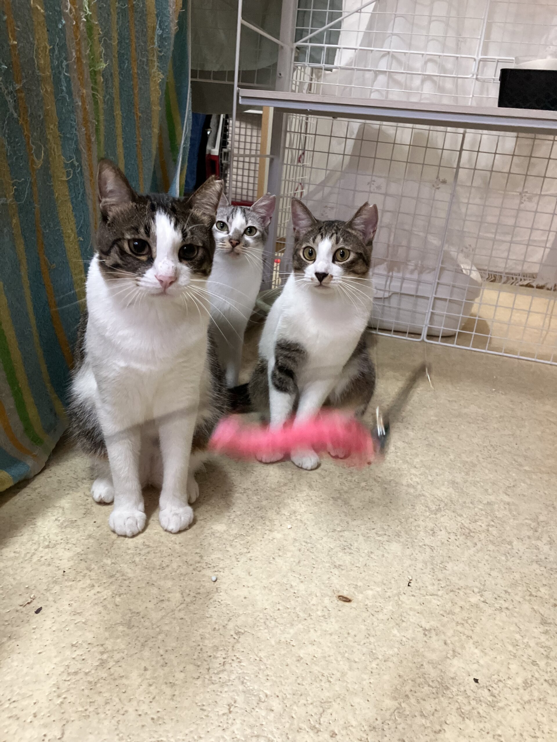 気は強めで甘えん坊で遊ぶの大好きこてつくん