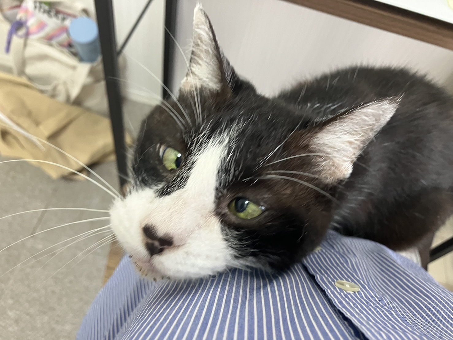 【譲渡決定】ロイ：マイペースで人が大好きな甘えん坊