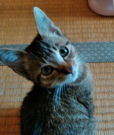 ひざ乗り&抱っこ 大好き! チビ君 2ヵ月半