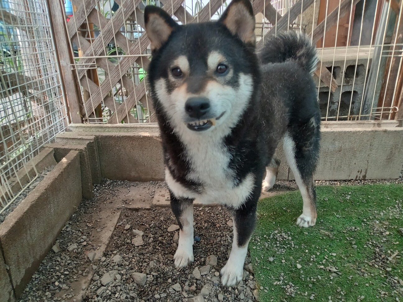 柴　男の子　7歳