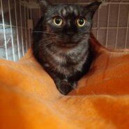 【里親決定♪】珍しい黒トラ柄　優しい女の子　２歳　