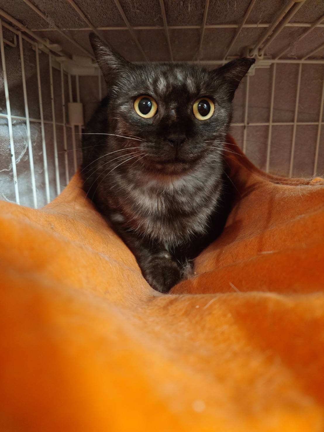 【里親決定♪】珍しい黒トラ柄　優しい女の子　２歳　