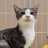 【里親決定♪】サラサラの毛のキジシロ　びびくん