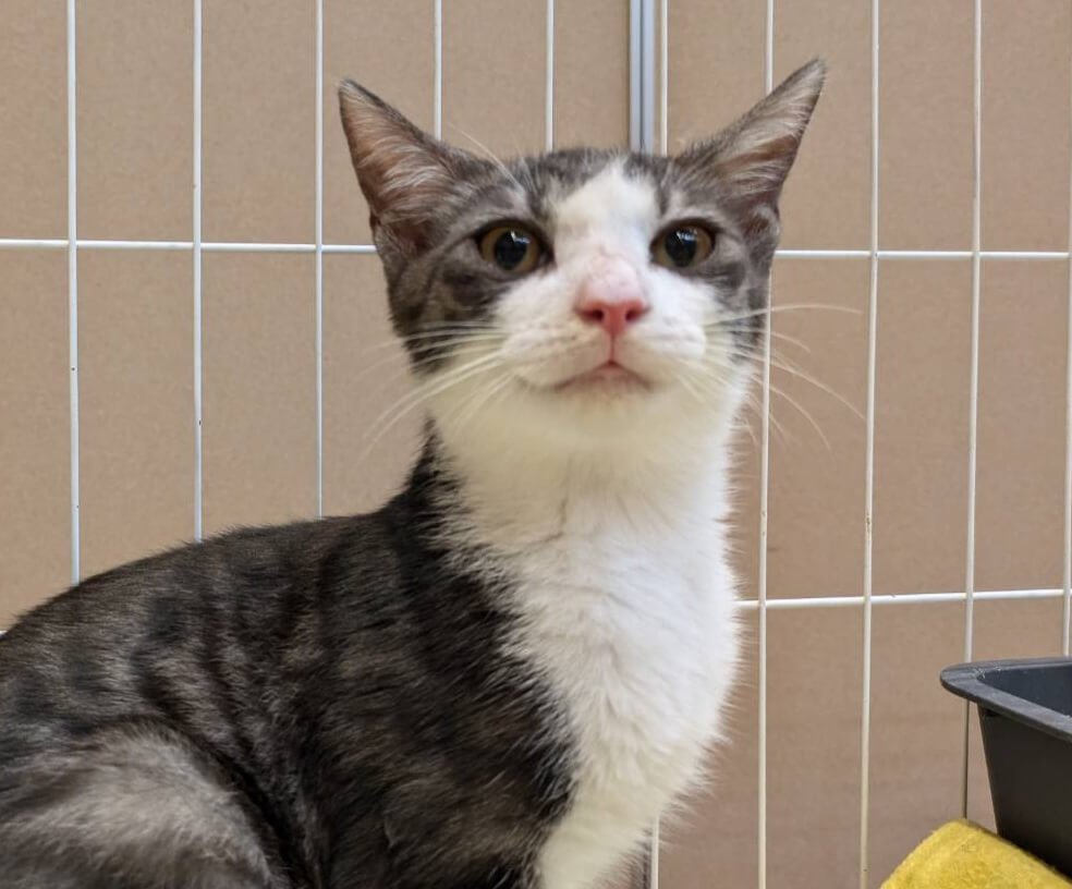 【里親決定♪】サラサラの毛のキジシロ　びびくん