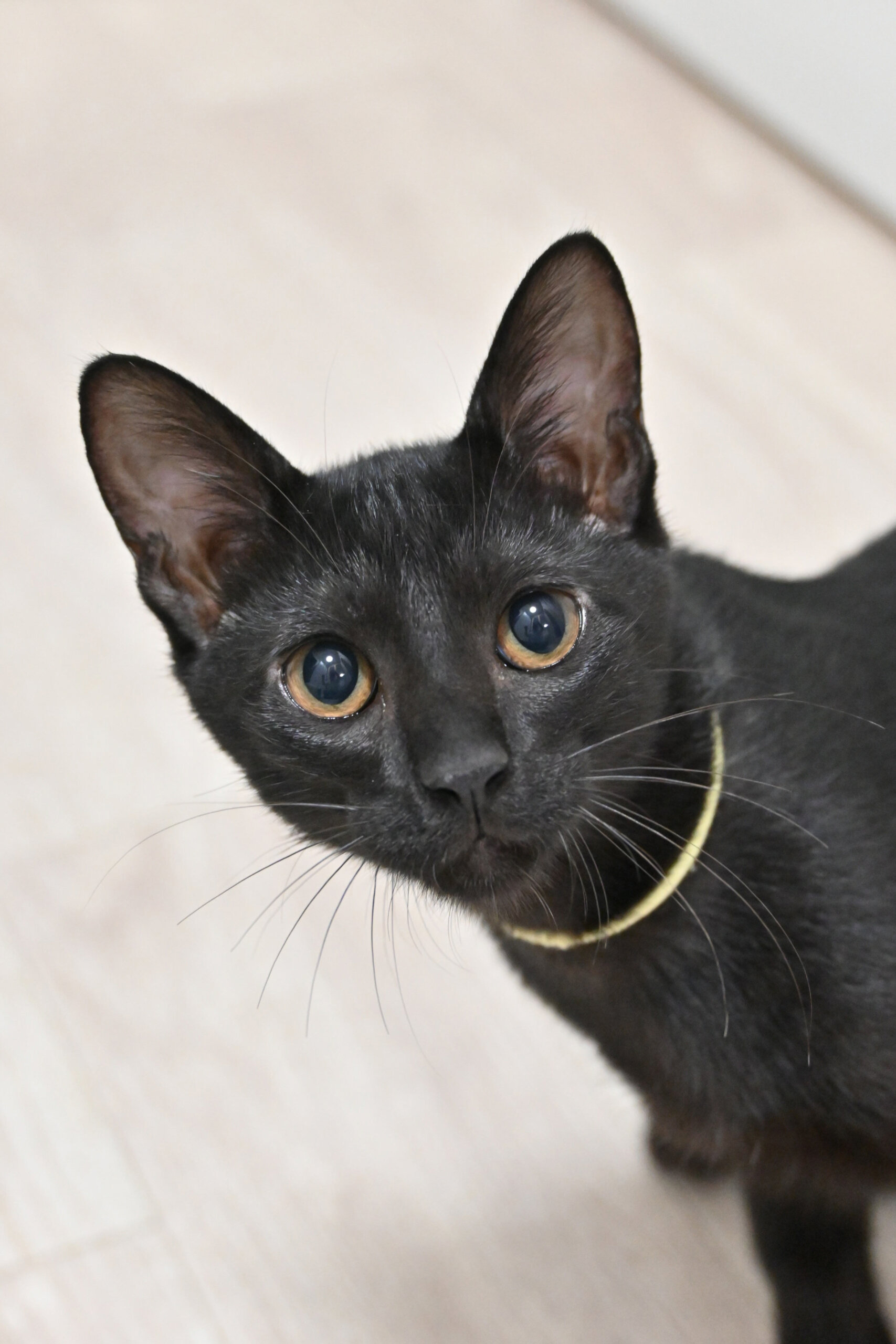 【譲渡決定】シド：やんちゃ坊主で元気ありあまってます！