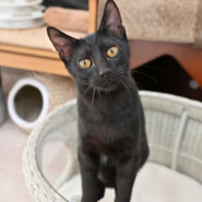 【譲渡決定】ミナト：おもちゃを自慢げに見せに来るかわいいやつ