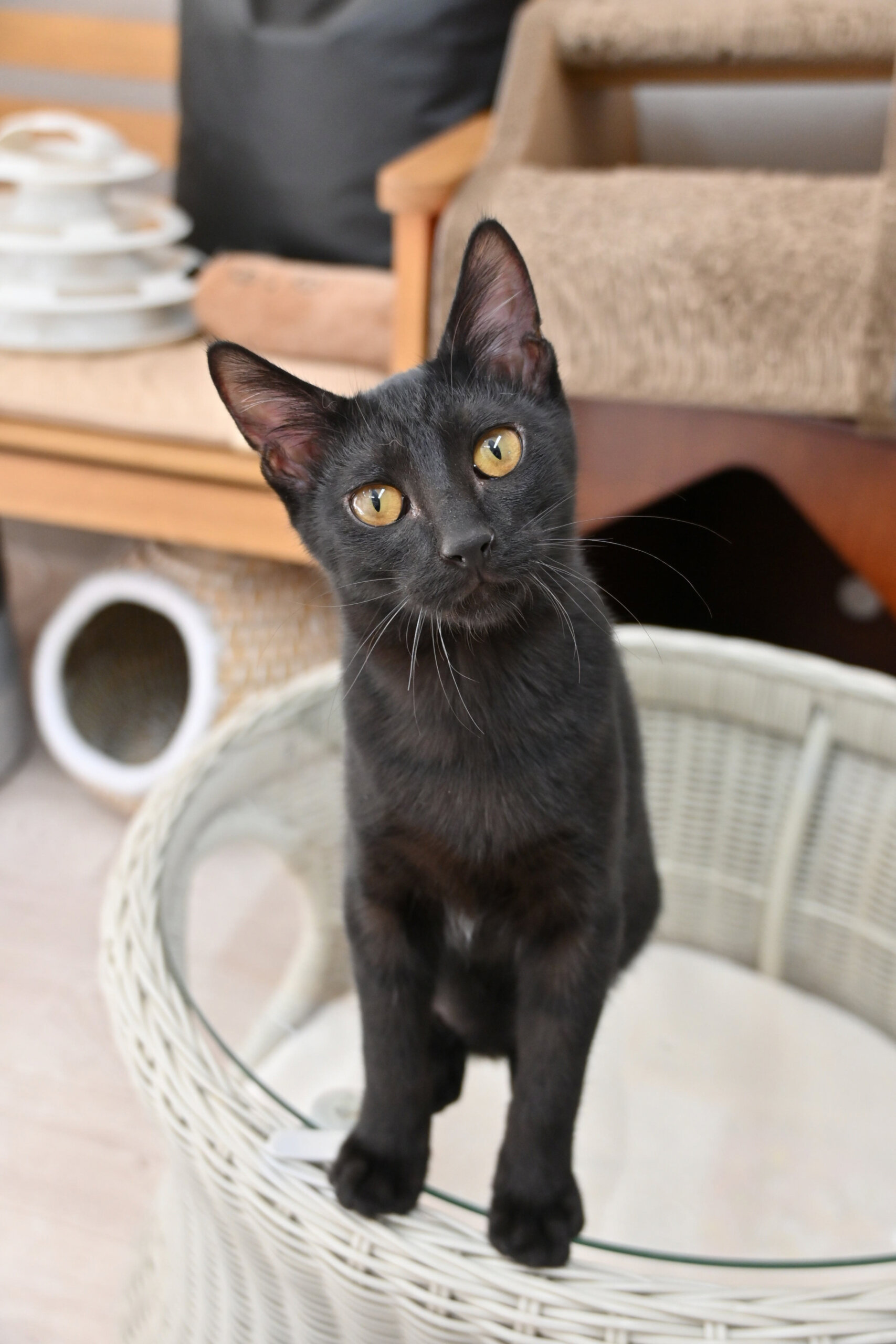 【譲渡決定】ミナト：おもちゃを自慢げに見せに来るかわいいやつ