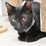 【譲渡決定】龍（りゅう）：ビビリん坊だけど猫は好き