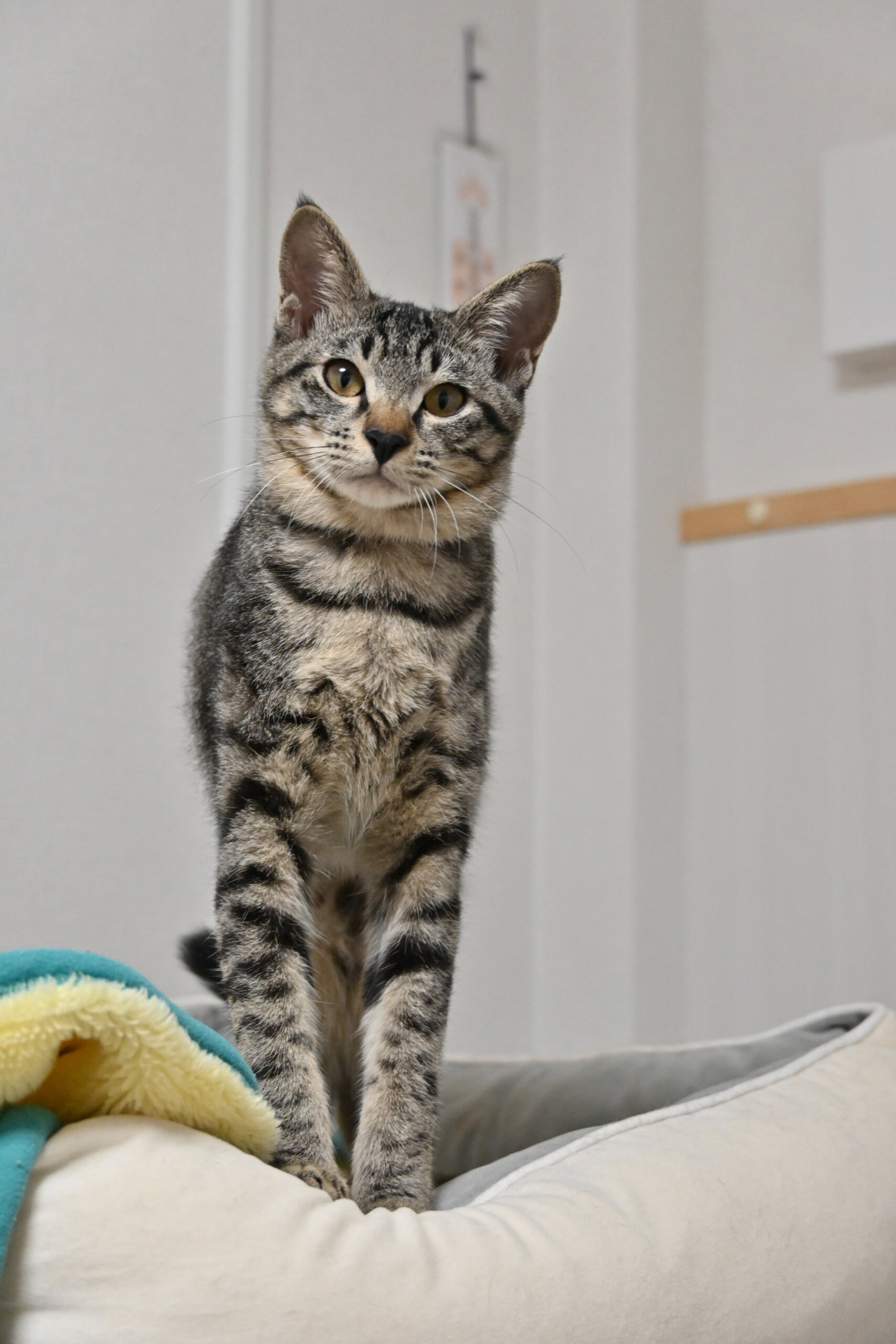 【譲渡決定】ライム：めっちゃ甘えたの膝乗りにゃんこ