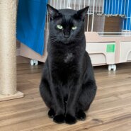 【譲渡決定】リバー：ふわふわ毛のマイペースさん