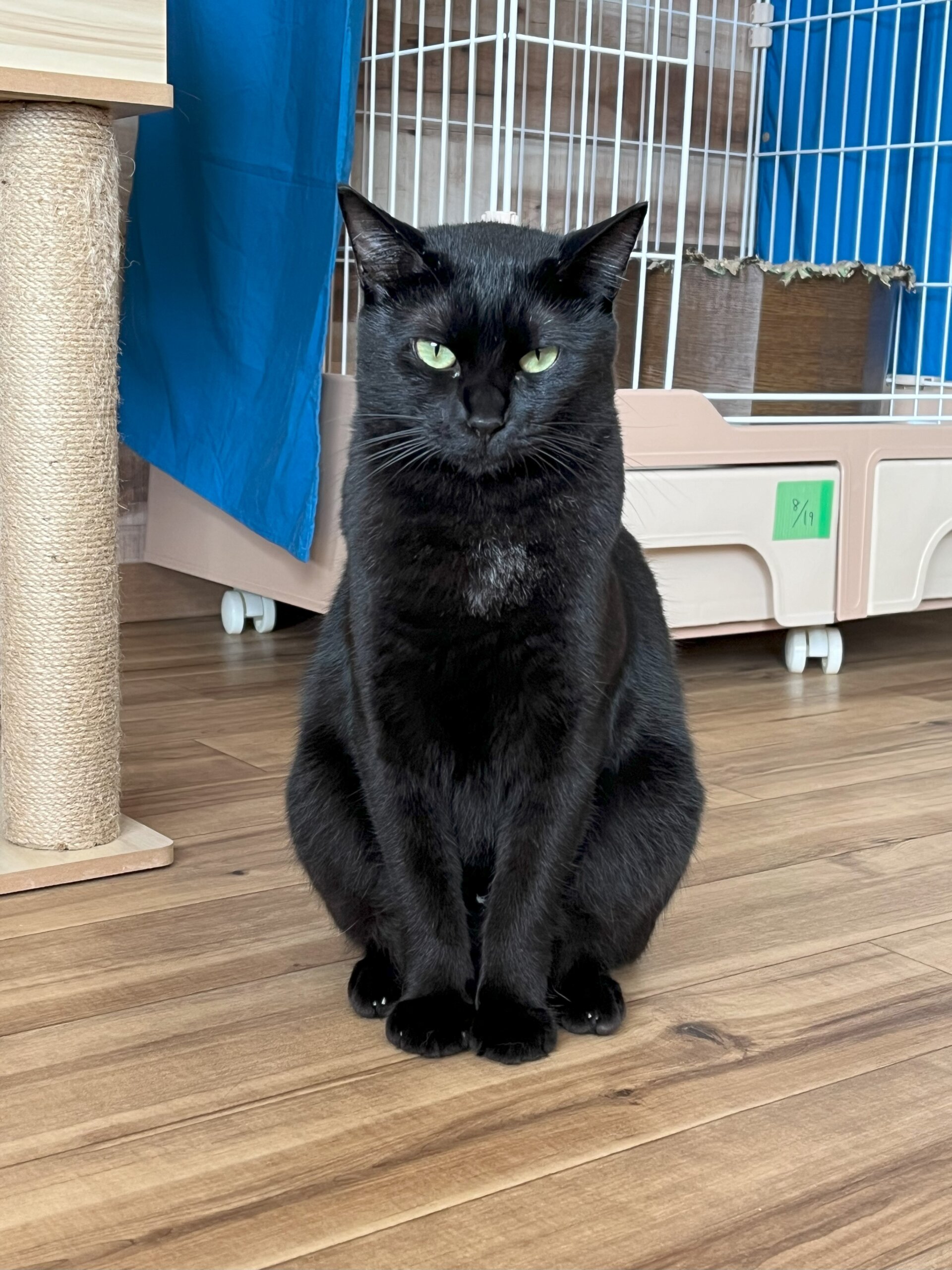 【譲渡決定】リバー：ふわふわ毛のマイペースさん