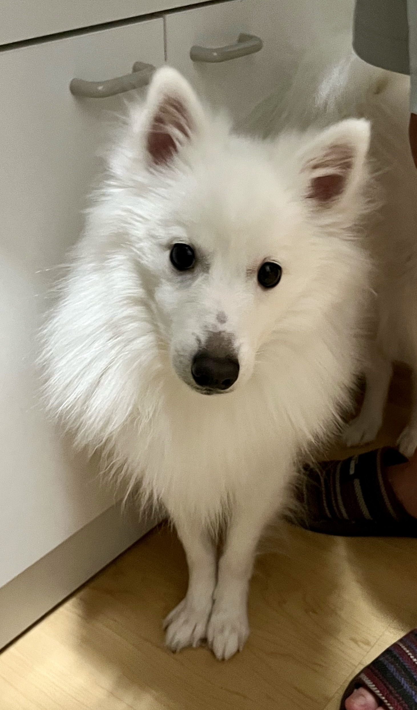 2歳の元気な男の子(ぴのくん)