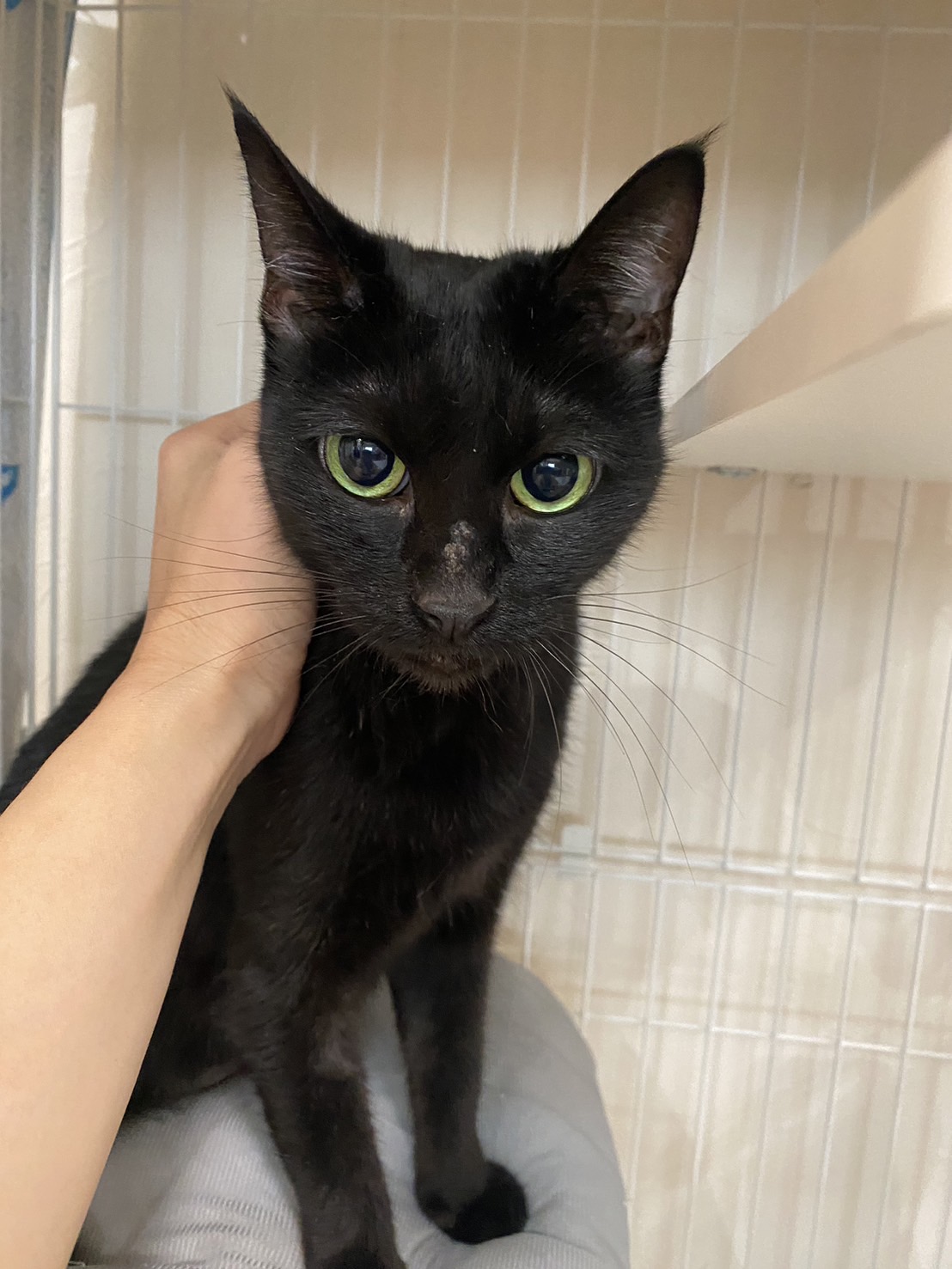 【譲渡決定】ソララ：とっても懐っこい穏やかな女の子