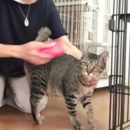 【去勢済】食欲旺盛なショーくん