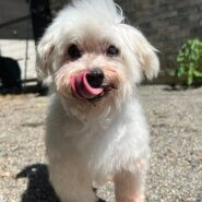 人が大好きなマルチーズのサーニャ