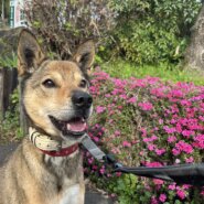 元気いっぱいな雑種の男の子