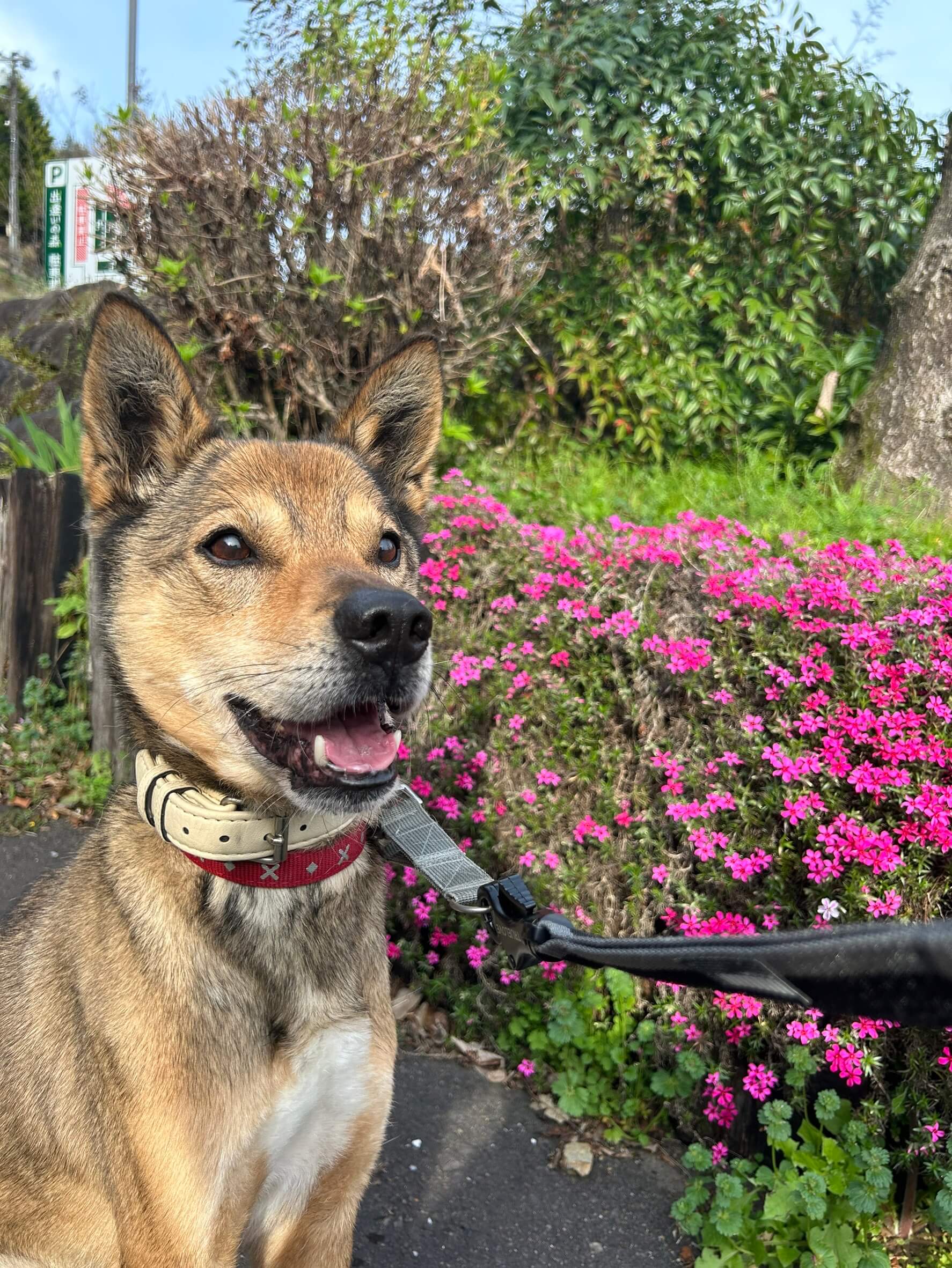 元気いっぱいな雑種の男の子