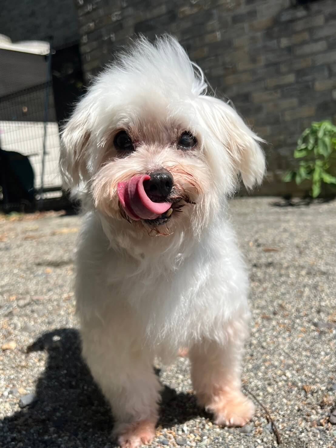 人が大好きなマルチーズのサーニャ