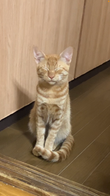 シャイだけど甘えん坊の茶トラの男の子