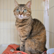 【譲渡決定】ショウ：気分屋な甘えん坊！