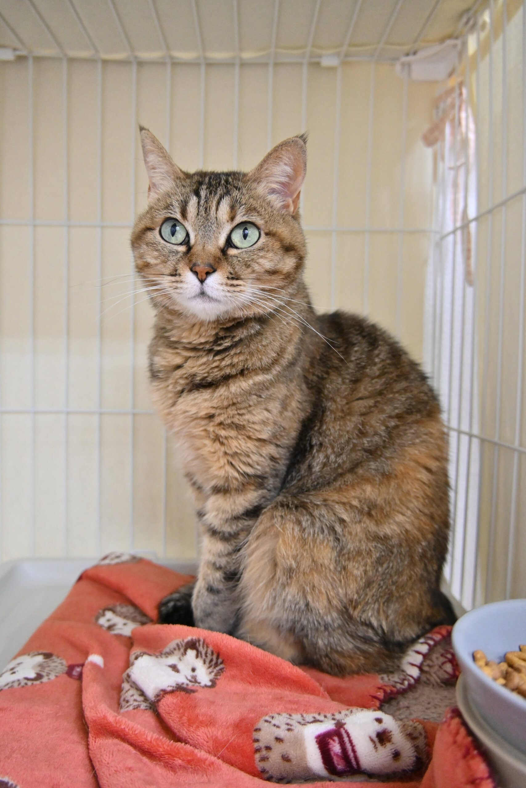 【譲渡決定】ショウ：気分屋な甘えん坊！