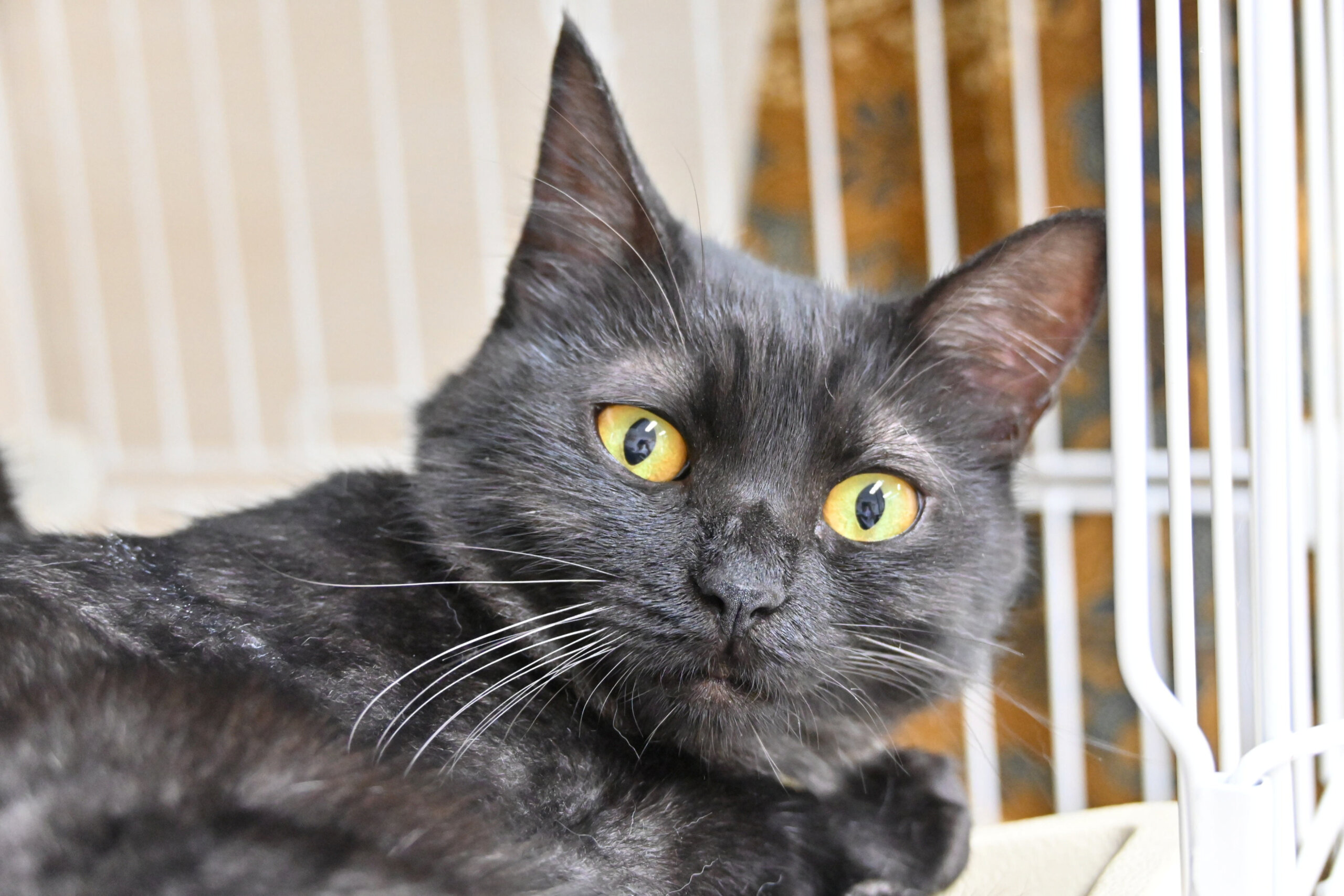 【譲渡決定】チョコ：優しく周りを見守ってくれる女の子