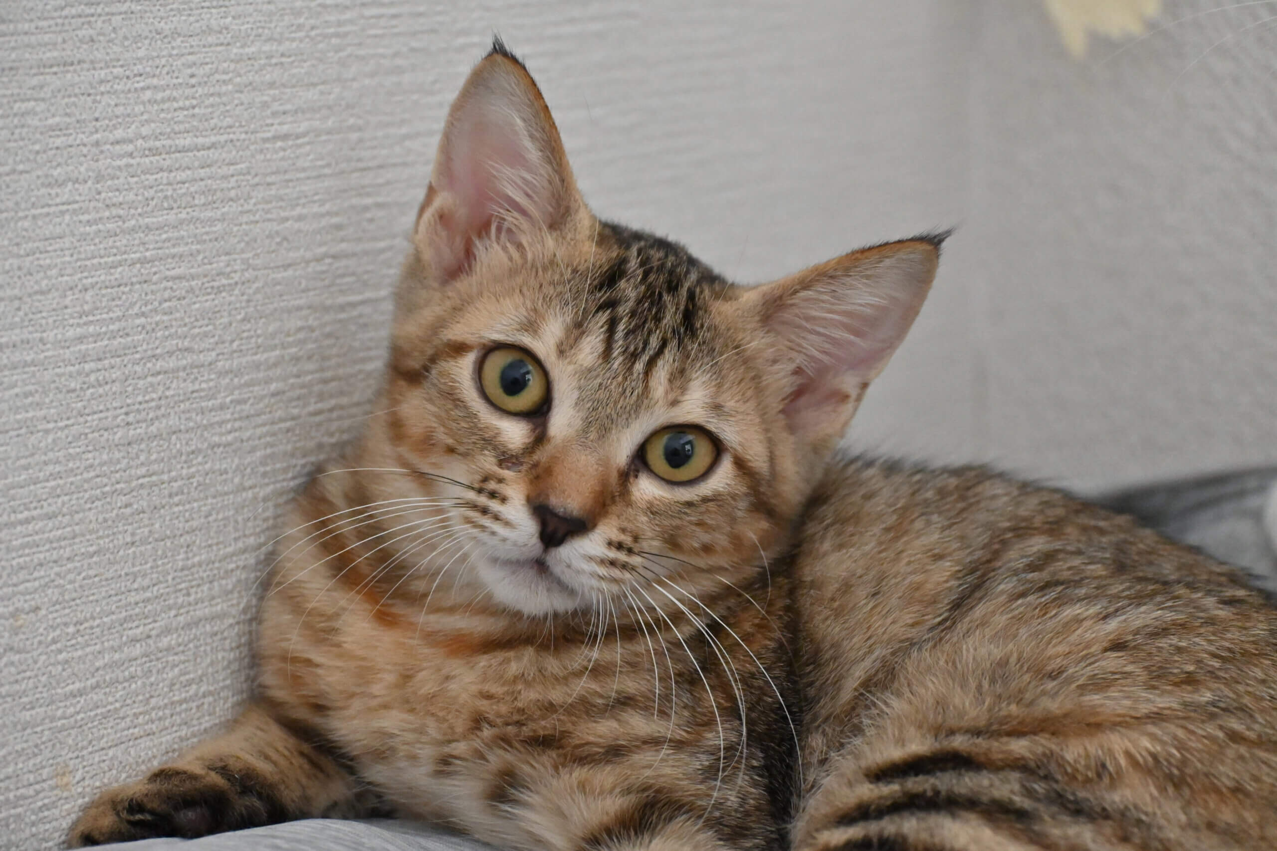 【譲渡決定】あゆ：少しずつ人馴れしてきています♪