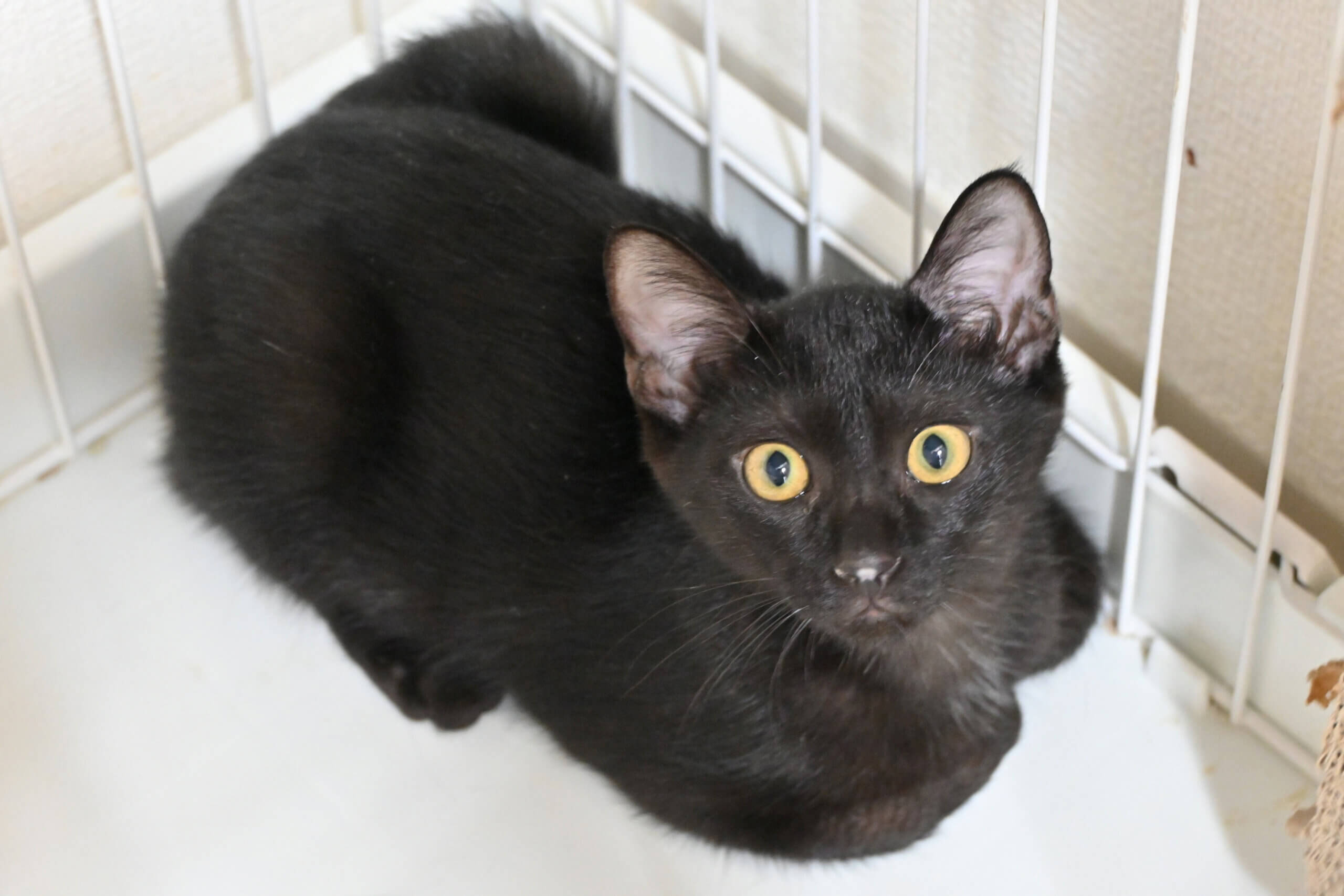 【譲渡決定】アド：ビビりだけど実は好奇心旺盛！