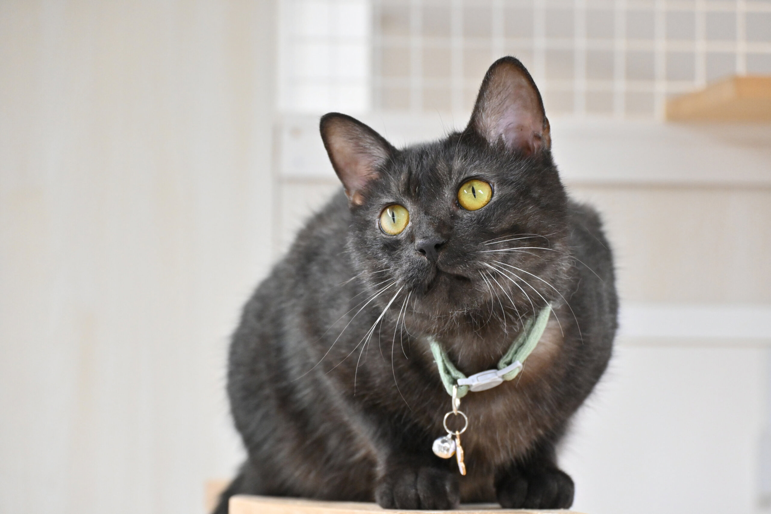 【譲渡決定】ファミ：大きなボディ！人が好きな穏やか男子