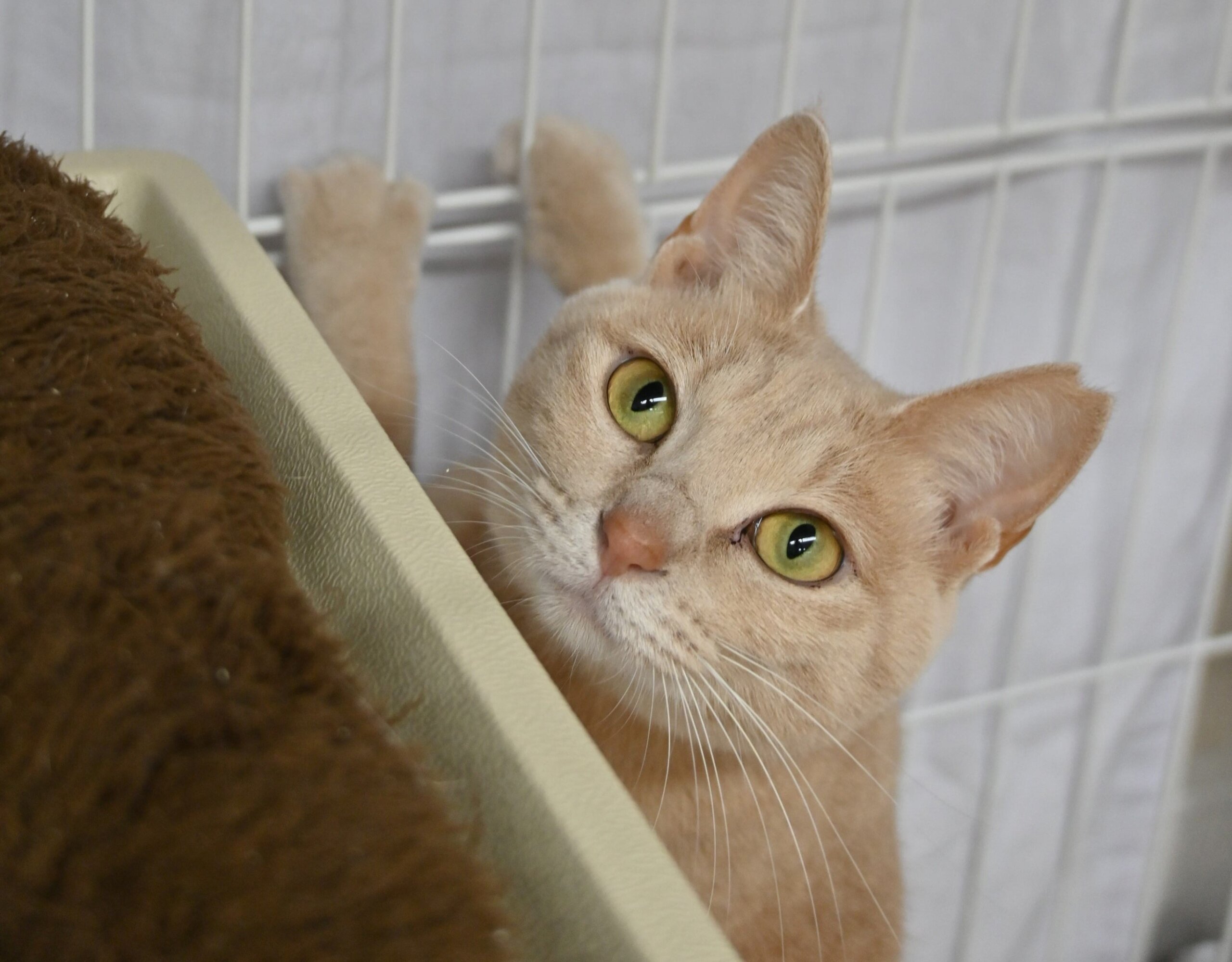 【譲渡決定】ハリー：フワフワの毛色と鋭い眼差しのギャップ！