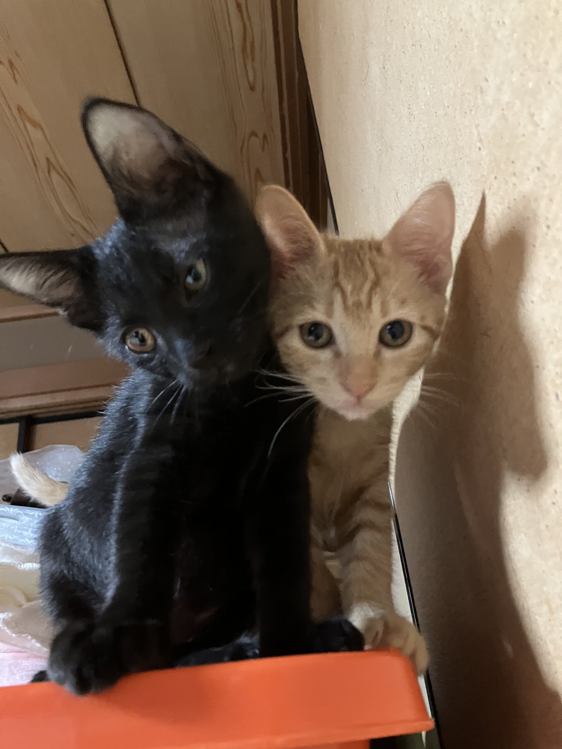 生後３か月の茶トラの男の子