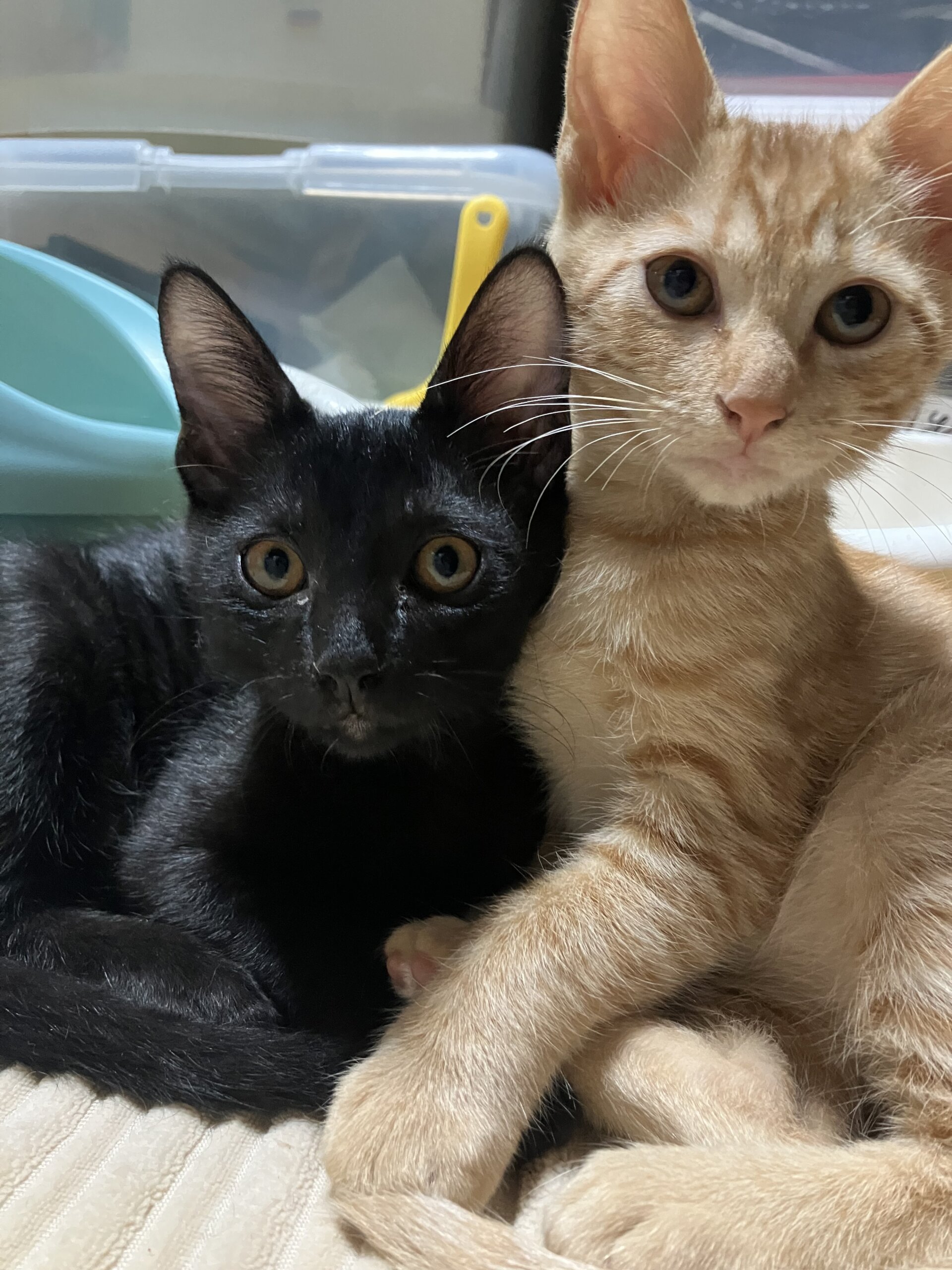 生後3か月のクロネコの男の子