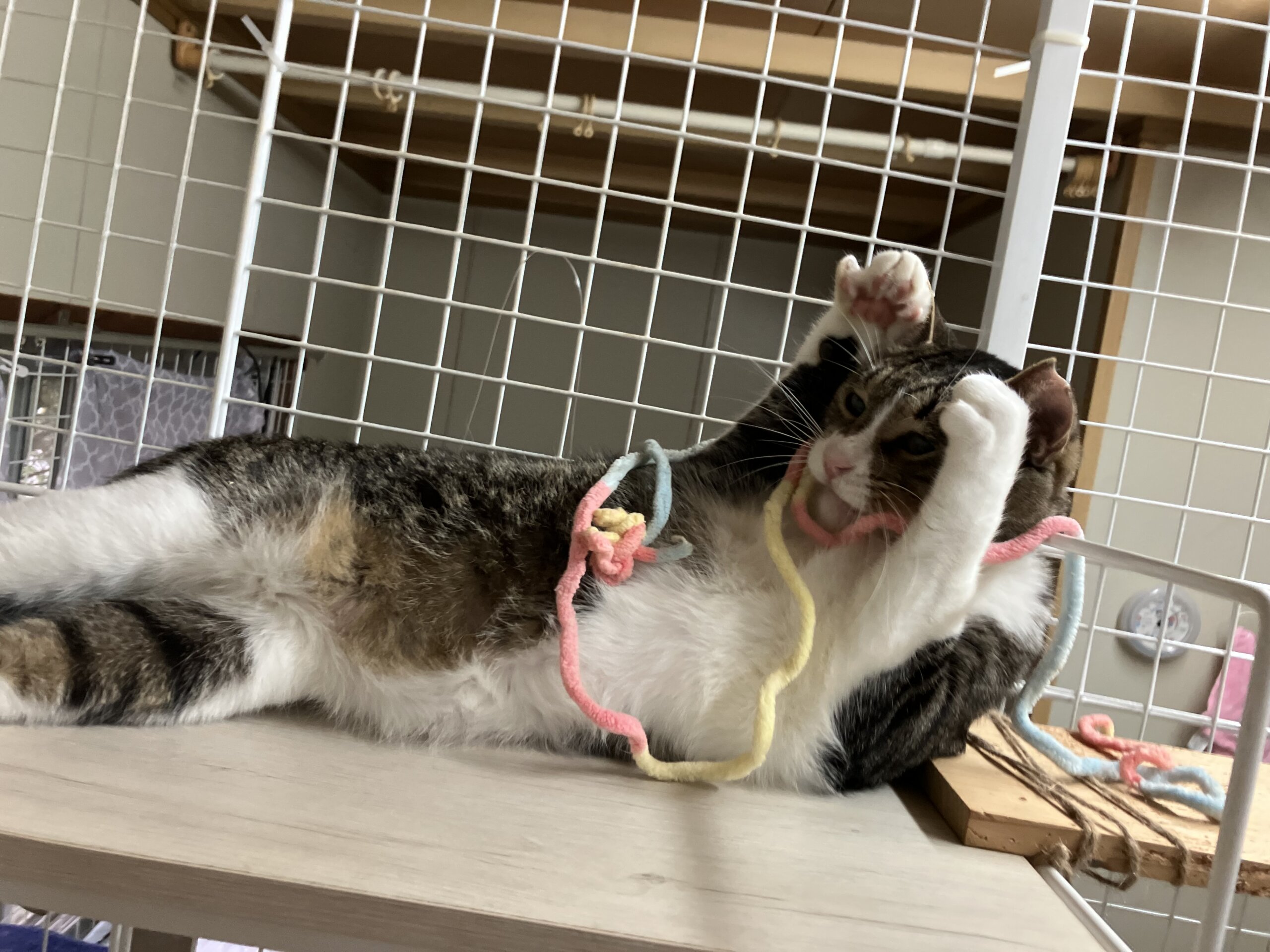 臆病な天然くんに虜になります