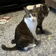 【譲渡決定】真生（まう）：とにかくちぃ兄貴が好き！いつも隣に