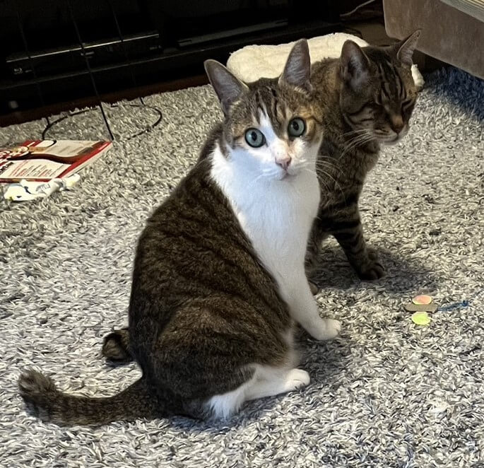 【譲渡決定】真生（まう）：とにかくちぃ兄貴が好き！いつも隣に